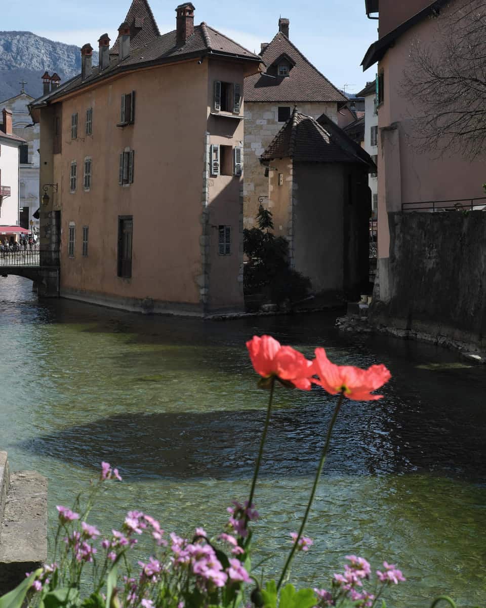 A green canal between ochre stone houses, with red poppies and pink flowers in the foreground and a small bridge beyond.